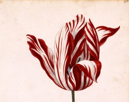 tulip-mania
